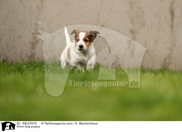 Krom dog puppy / KB-07678