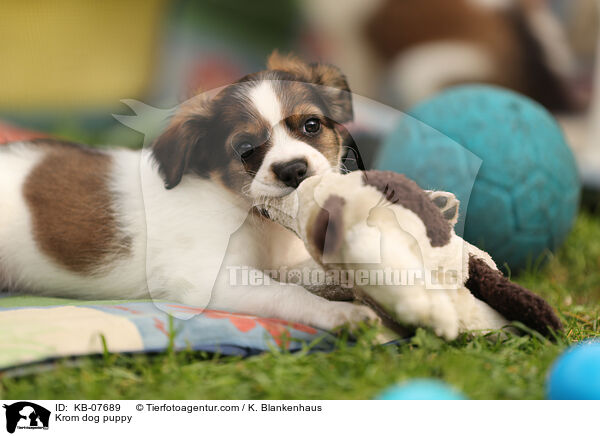Kromfohrlnder Welpe / Krom dog puppy / KB-07689