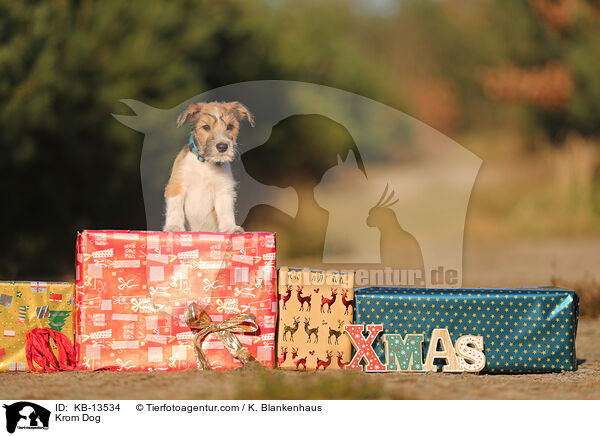 Kromfohrlnder / Krom Dog / KB-13534