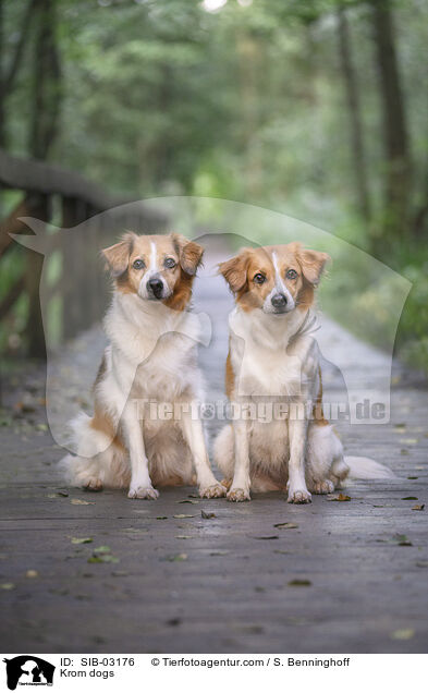 Kromfohrlnder / Krom dogs / SIB-03176