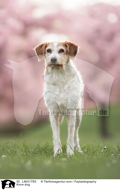 Kromfohrlnder / Krom dog / LM-01765