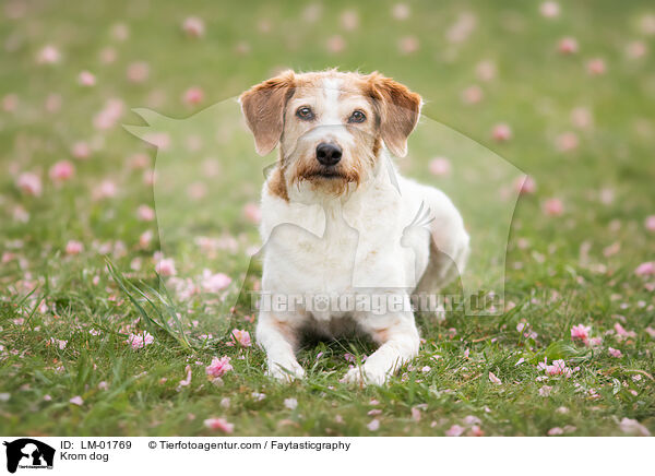 Kromfohrlnder / Krom dog / LM-01769