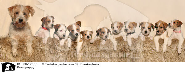 Kromfohrlnder Welpe / Krom puppy / KB-17655