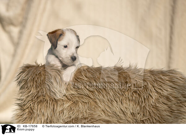 Kromfohrlnder Welpe / Krom puppy / KB-17658