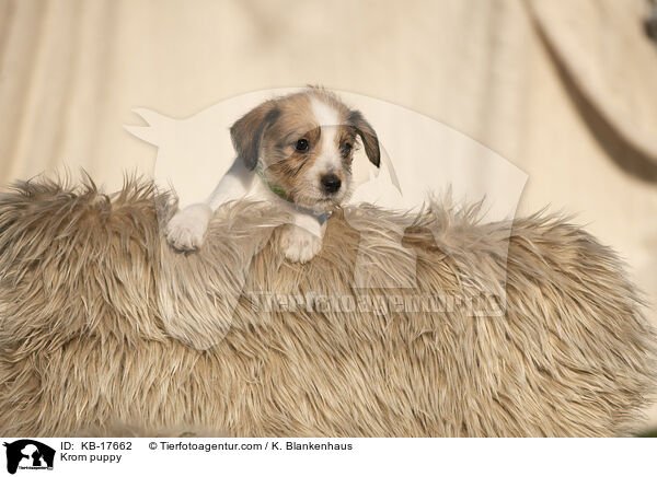 Kromfohrlnder Welpe / Krom puppy / KB-17662