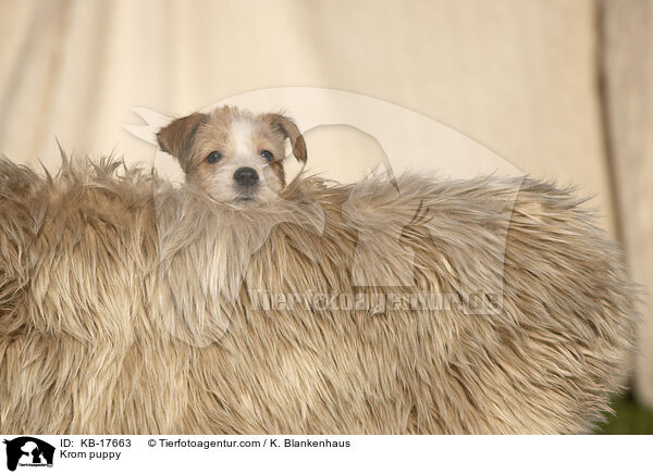 Kromfohrlnder Welpe / Krom puppy / KB-17663