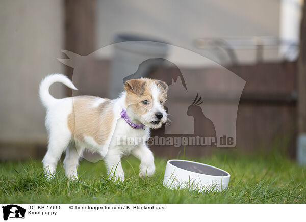 Kromfohrlnder Welpe / Krom puppy / KB-17665