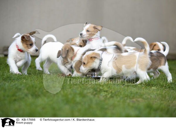 Kromfohrlnder Welpe / Krom puppy / KB-17666