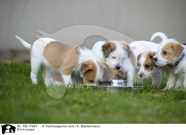 Kromfohrlnder Welpe / Krom puppy / KB-17667