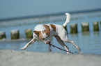 Kromfohrlnder on the beach