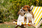 Kromfohrlnder Puppies