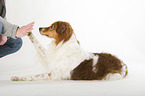 Krom dog gives high-five