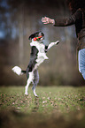playing Krom dog
