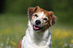 Krom dog portrait