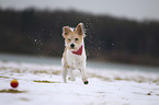 running Krom Dog