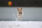 running Krom Dog