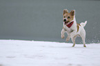 running Krom Dog