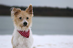 Krom Dog portrait