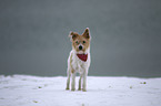 standing Krom Dog