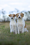 Krom dogs