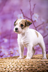 standing Krom puppy