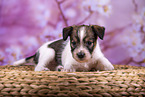 lying Krom puppy