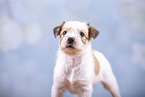 Krom puppy