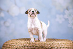 standing Krom puppy