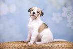 sitting Krom puppy