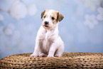 sitting Krom puppy