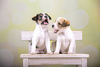 Krom puppies