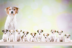 Krom bitch with puppies