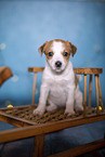 Krom puppy on sled