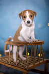 Krom puppy on sled