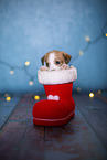 Krom puppy in santa boot