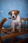 Krom puppy on sled