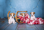 Krom puppies