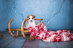 Krom puppy on sled