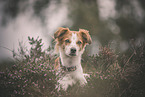 Krom Dog in heath