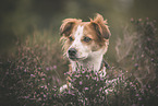 Krom Dog in heath