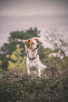 Krom Dog in heath