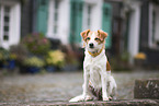 female Krom dog