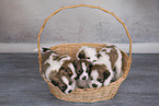 5 Krom dog puppies