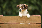 Krom dog puppy