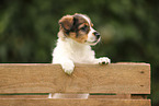 Krom dog puppy