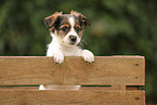 Krom dog puppy