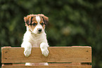 Krom dog puppy