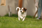 Krom dog puppy