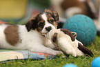 Krom dog puppy