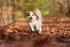 Krom dog